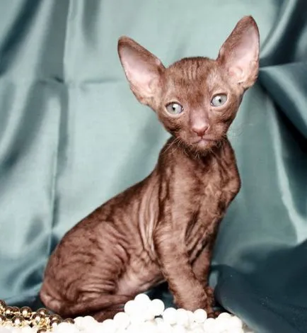 Cornish Rex macska fajták, állatok, fajta