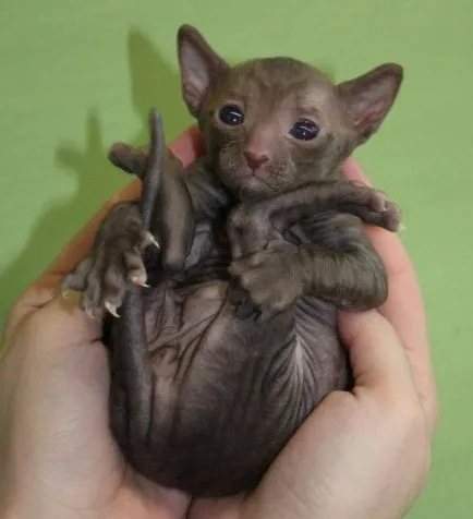 Cornish Rex macska fajták, állatok, fajta