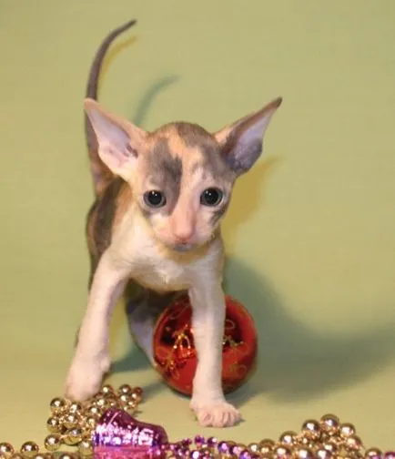 Cornish Rex macska fajták, állatok, fajta