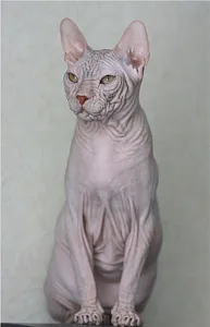 Kohona (Hawaii szőrtelen macska) - leírása fajta macska fotó, jellegére, méretére, gondoskodás, az ár