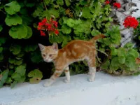 Котки Кипър - убийци змии и пазители на храмове