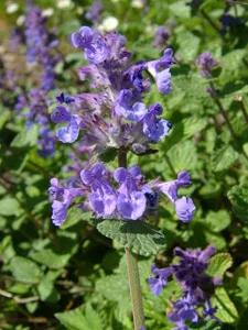 Catnip - descriere, cultivare, fotografie, portalul universal