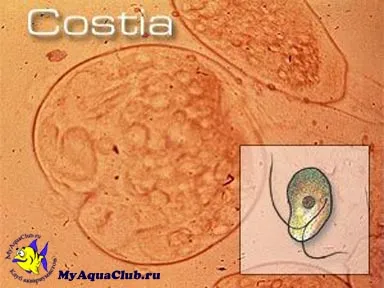 Kostioz - заболявания на аквариумни риби