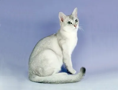 Perzsa macskák fajta (perzsák) - fehér, csincsilla és COLORPOINT perzsák