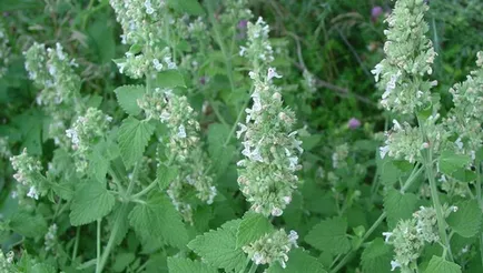 Catnip în grădină, idei frumoase pentru gradina