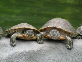 Krasnouhov teknős (Trachemys scripta)