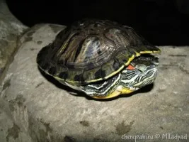 Krasnouhov Turtle (Trachemys scripta)