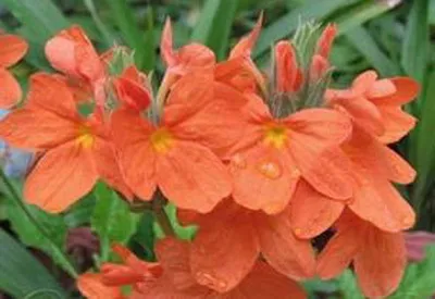 plantare Crossandra, îngrijire, reproducere, fotografie crossandra, urozhaynik vesel