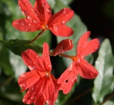 Crossandra ültetés, gondozás, tenyésztés, fotó crossandra, vidám urozhaynik