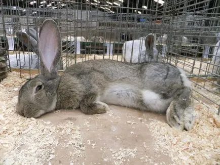 Зайците се размножават Фландрия krmlenie описание разреждане
