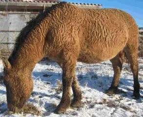 Zabaikalskaya göndör lófajta fotó és leírás