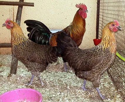 Чешки пилета се размножават златни, златни пилета в Чехия