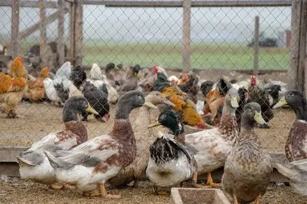 Csirke és kacsa együtt tartalmazhatnak egy feltevést