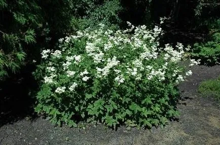 Meadowsweet засаждане и грижи Фото