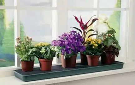 Десет причини за умиране цветя в къщата