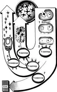 Белите кръвни клетки, имунната система - studopediya