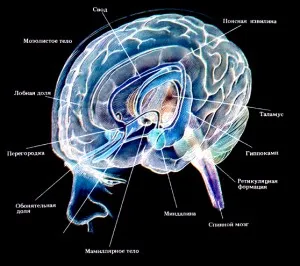 Sistemul limbic al creierului, simptomele bolii