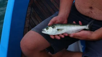 Elkapta bluefish Alushta