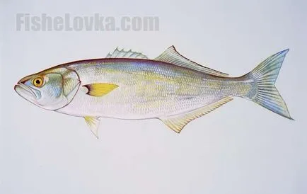 Ragályos bluefish milyen halat és milyen leküzdésére használja a halászati