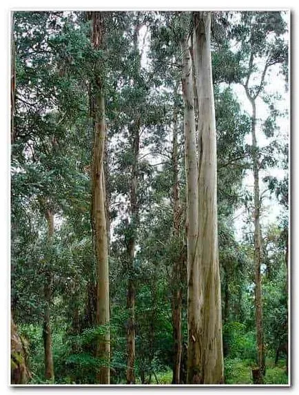 Eucalyptus levél főzet fürdő, hagyjuk felmelegedni