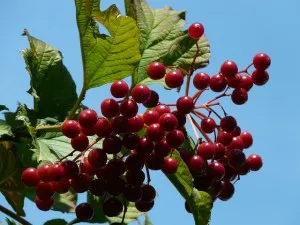 Viburnum Magic, plante magice