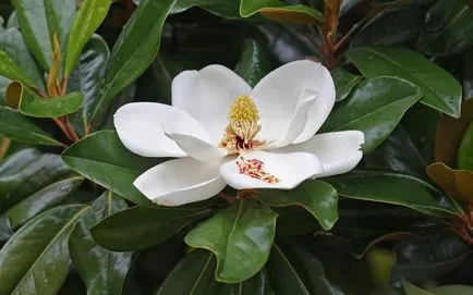 Magnolia grandiflora leírása és termesztés