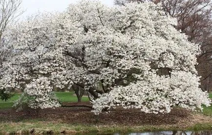 Магнолия описание Grandiflora и отглеждане