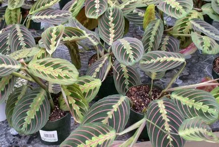 Tricolor Maranta (Ima Plant) botanikai leírás, fotó, gondoskodás, változás otthon