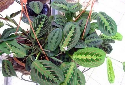 Трикольор Maranta (Молитва на растенията) ботаническа описание, снимка, грижи, промяна в дома си