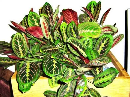 Tricolor Maranta (Ima Plant) botanikai leírás, fotó, gondoskodás, változás otthon