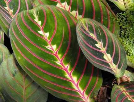 Tricolor Maranta (Ima Plant) botanikai leírás, fotó, gondoskodás, változás otthon