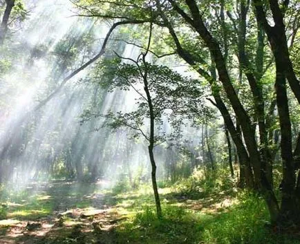 Магически дървета и dendroterapiya - всички се забавляват!