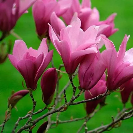 Magnolia grandiflora leírása és termesztés