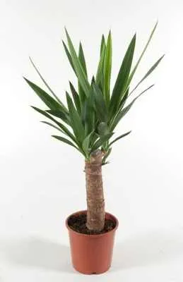 Mini fa jukka és dracaena otthon szobanövények