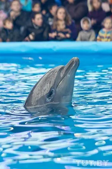 Minsk Delfinariu - Nemo - la grădina zoologică - Forumul Minsk