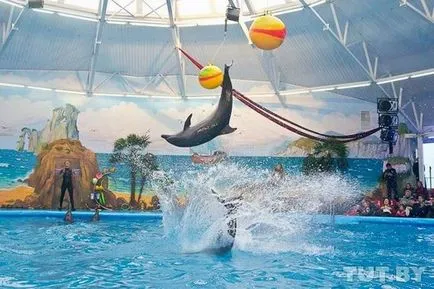 Minsk Delfinárium - nyomában - az állatkertben - a minszki fórum