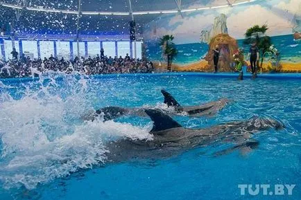 Minsk Delfinariu - Nemo - la grădina zoologică - Forumul Minsk