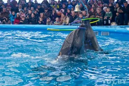 Minsk Delfinariu - Nemo - la grădina zoologică - Forumul Minsk