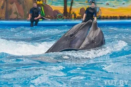 Minsk Delfinariu - Nemo - la grădina zoologică - Forumul Minsk