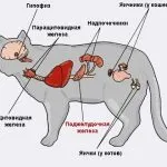 урина Cat защо смърди, тъмни причини, кафяви, червени, жълти и започват силно