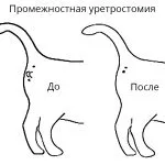 урина Cat защо смърди, тъмни причини, кафяви, червени, жълти и започват силно