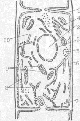 Morfologia fungi filamentoși de ciuperci