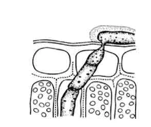 Morfologia fungi filamentoși de ciuperci