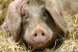 Много заболявания на свине и техните симптоми, болестта на свине, виетнамски прасенцата болестта