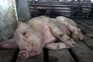 Много заболявания на свине и техните симптоми, болестта на свине, виетнамски прасенцата болестта