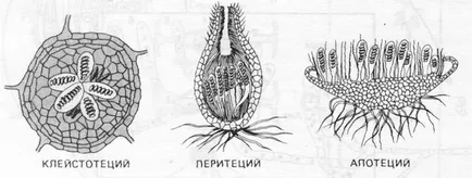 Morfologia fungi filamentoși de ciuperci