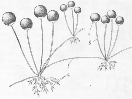 Morfologia fungi filamentoși de ciuperci