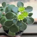 Milii Euphorbia de îngrijire la domiciliu, cultivare și reproducere, foto și video