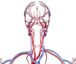 MRI на съдовете на шията и мозъка, шийните прешлени