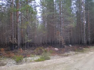 întâlnirea mea cu un urs în pădure